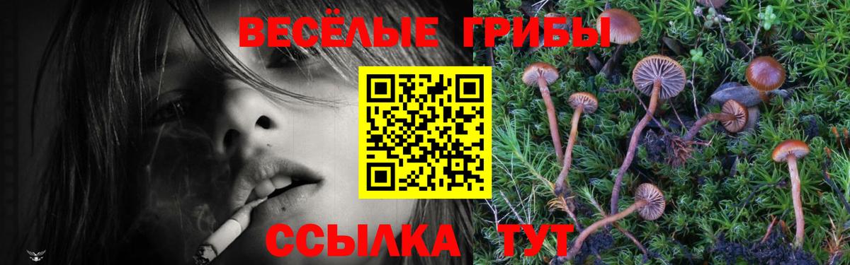 Псилоцибиновые грибы Psilocybine cubensis Северобайкальск